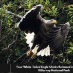 Four White-Tailed Eagle Chicks Released into the Wild at Killarney National Park