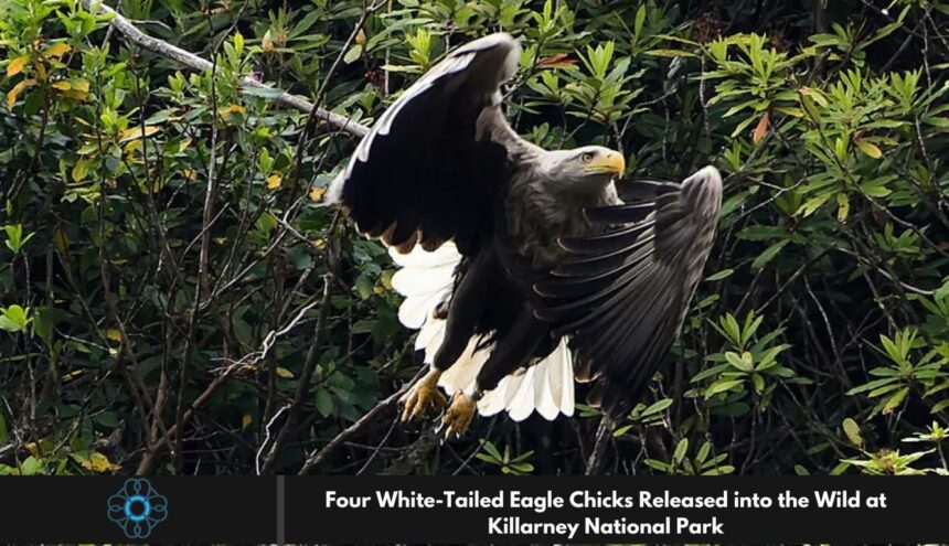 Four White-Tailed Eagle Chicks Released into the Wild at Killarney National Park