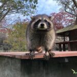 A raccoon, a common carrier of rabies in North America