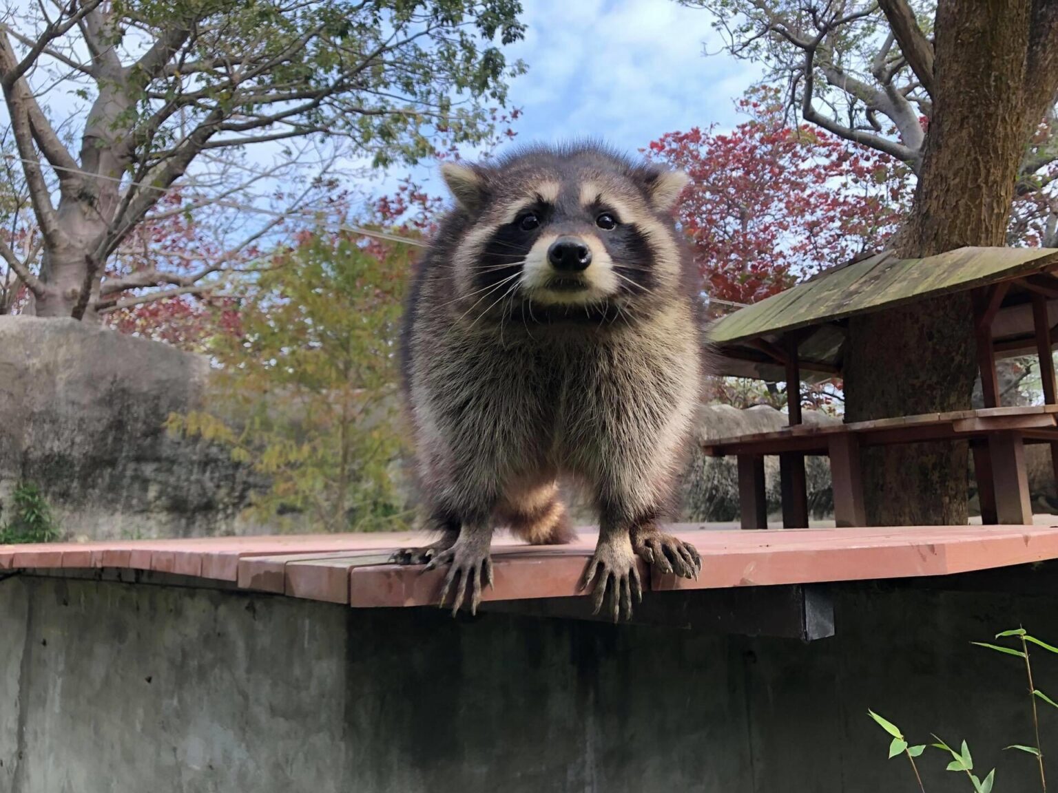A raccoon, a common carrier of rabies in North America