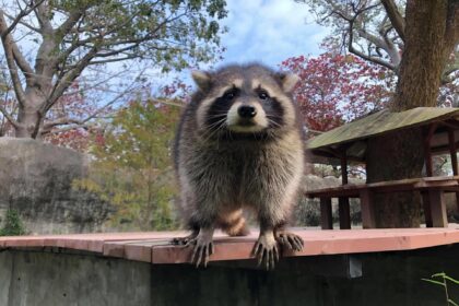 A raccoon, a common carrier of rabies in North America