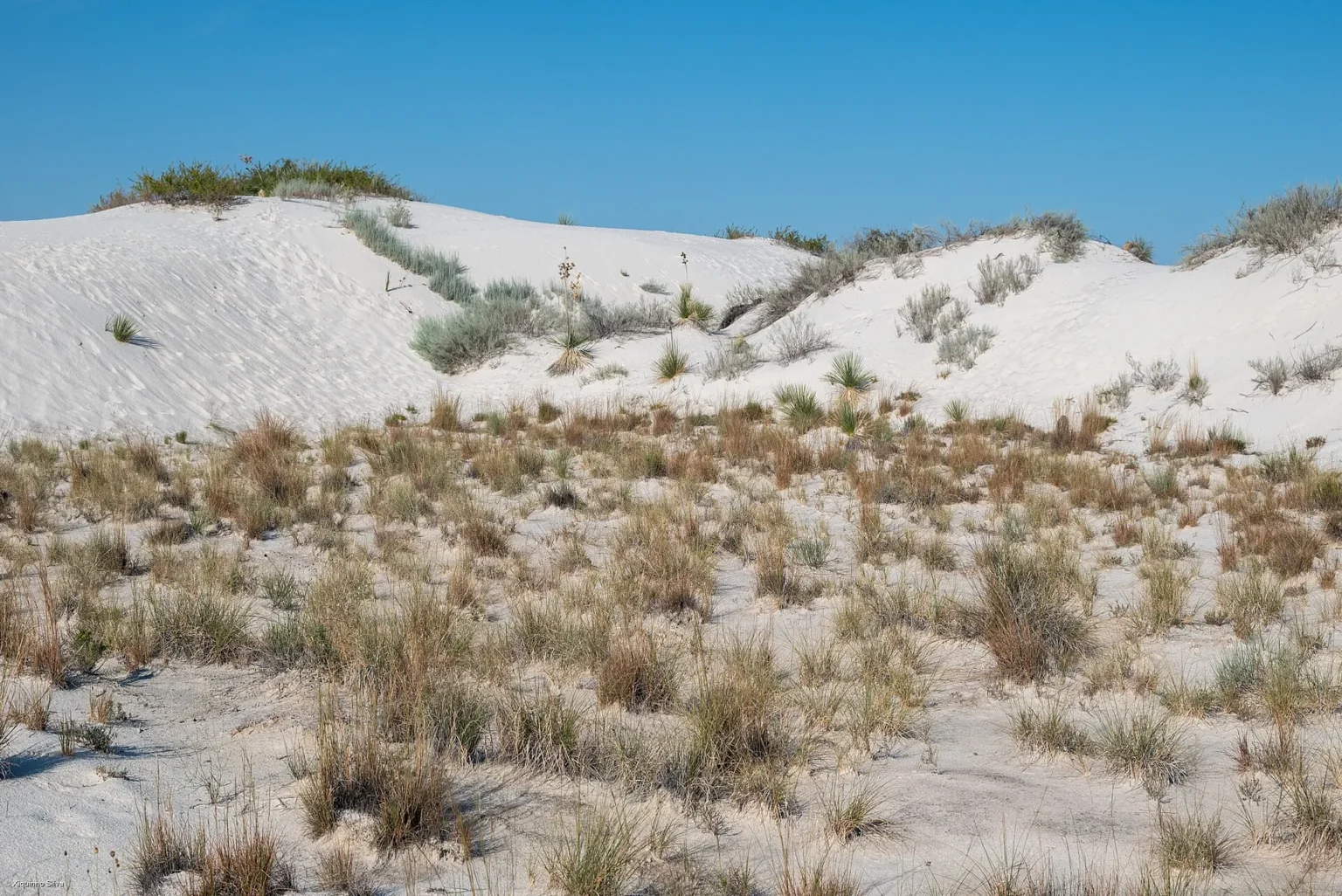 Sweeping view across the brilliant white dune field of White Sands National Park